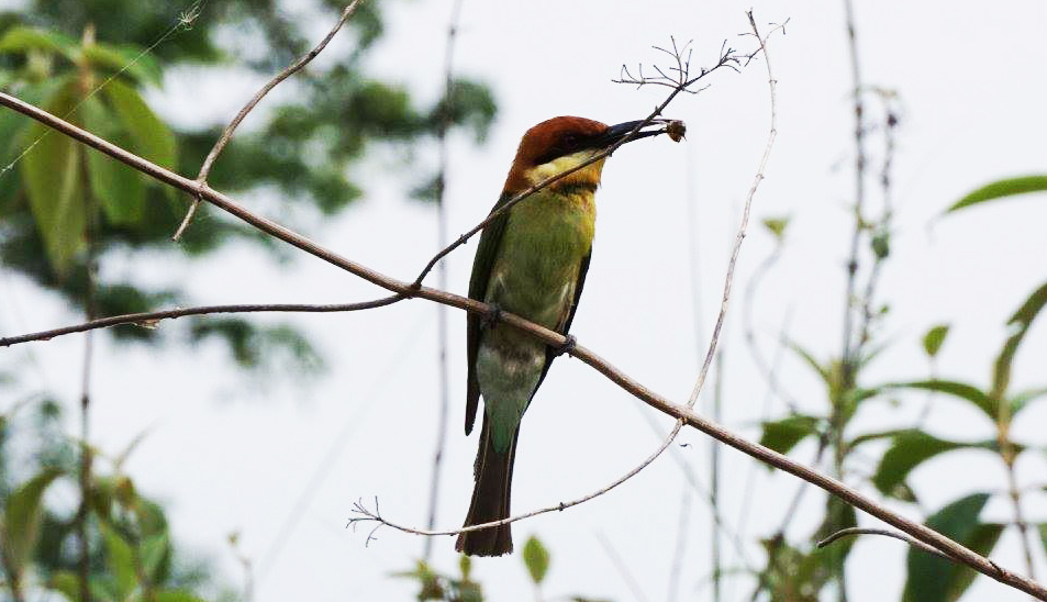 Bee Eater